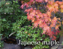 Japaese maple