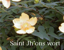 Saint Jh’ons wort