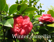 Winter camellia