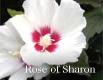 Rose of Sharon