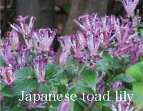 apanese toad lily