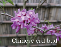 Chinese erd bud