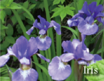 Iris