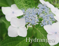 Hydrangea