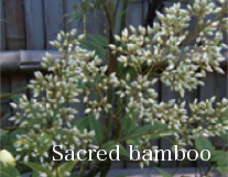 Sacred bamboo