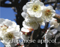 Japanese apricot